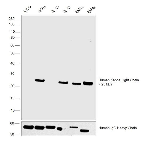 Human Kappa Light Chain Secondary Antibody in Western Blot (WB)