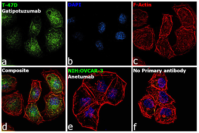 Human Kappa Light Chain Cross-Adsorbed Secondary Antibody in Immunocytochemistry (ICC/IF)