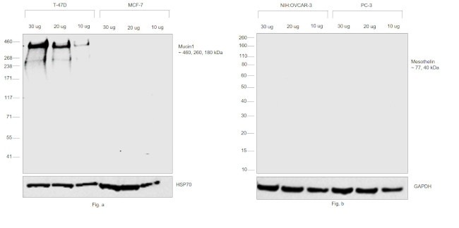 Goat anti-Human Kappa Light Chain Cross-Adsorbed Secondary Antibody