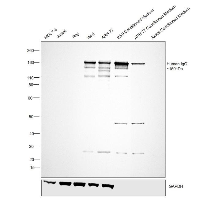 Human IgG (H+L) Secondary Antibody in Western Blot (WB)