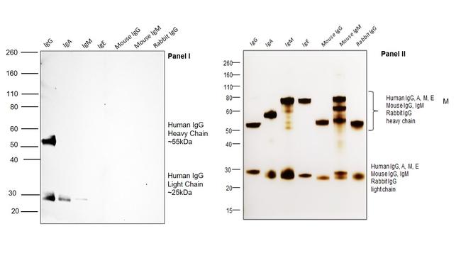 Human IgG (H+L) Secondary Antibody in Western Blot (WB)