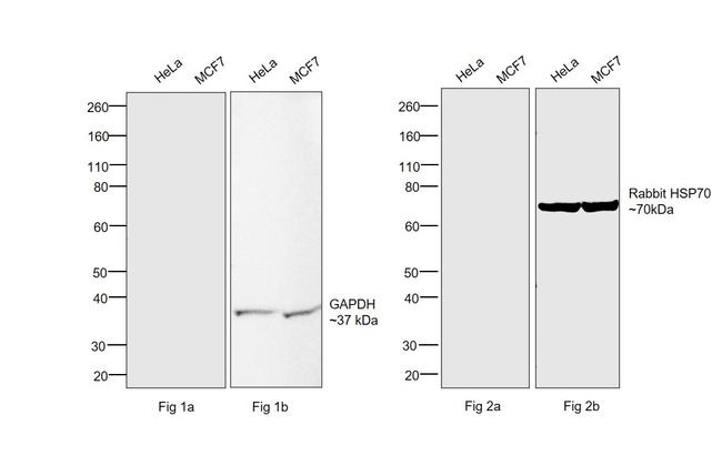 Human IgG (H+L) Secondary Antibody in Western Blot (WB)