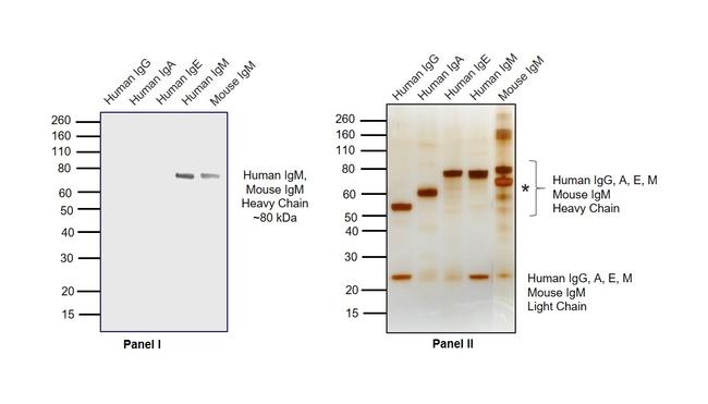 Human IgM (Heavy chain) Secondary Antibody in Western Blot (WB)