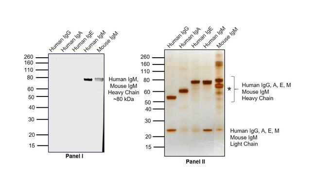 Human IgM (Heavy chain) Secondary Antibody in Western Blot (WB)