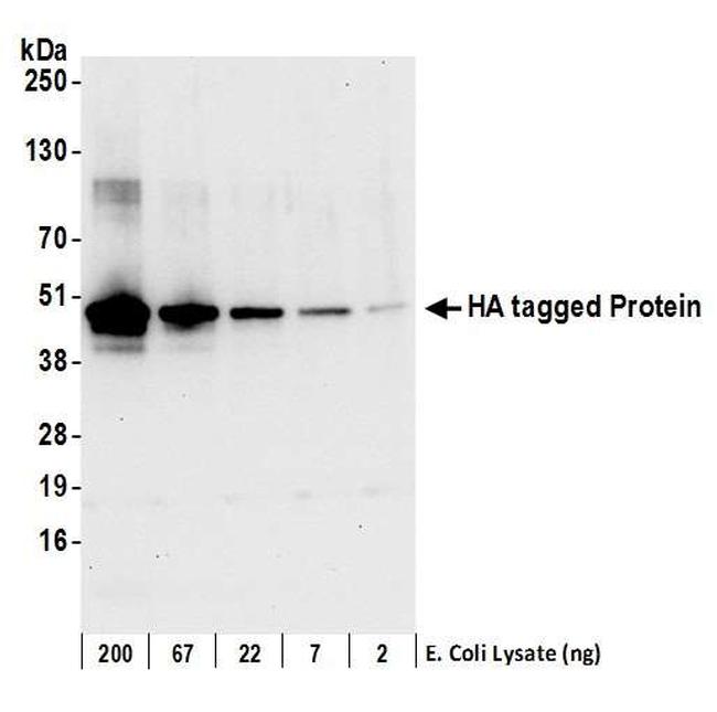 HA Tag Polyclonal Antibody (A190-138A)