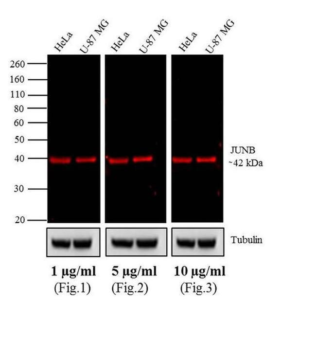 Rabbit IgG (H+L) Cross-Adsorbed Secondary Antibody in Western Blot (WB)