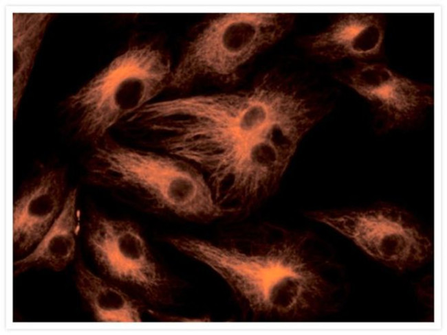 Fluorescein/Oregon Green Antibody in Immunocytochemistry (ICC/IF)