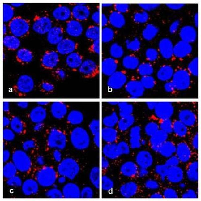 Golgin-97 Antibody in Immunocytochemistry (ICC/IF)