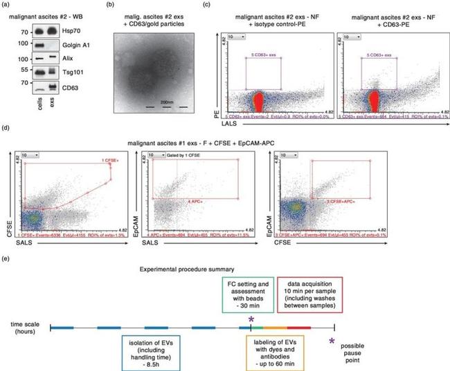 Golgin-97 Antibody in Western Blot (WB)