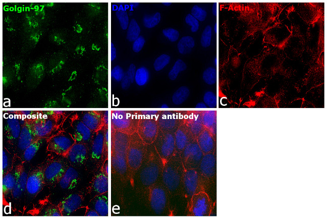 Golgin-97 Antibody in Immunocytochemistry (ICC/IF)