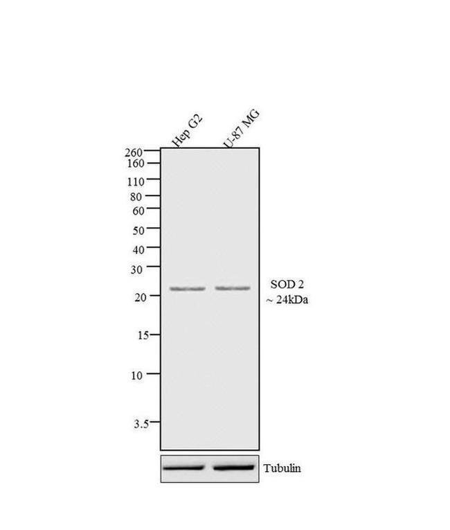 SOD2 Antibody in Western Blot (WB)