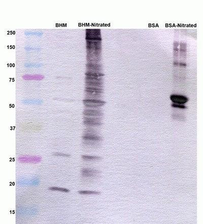 Nitrotyrosine Antibody in Western Blot (WB)