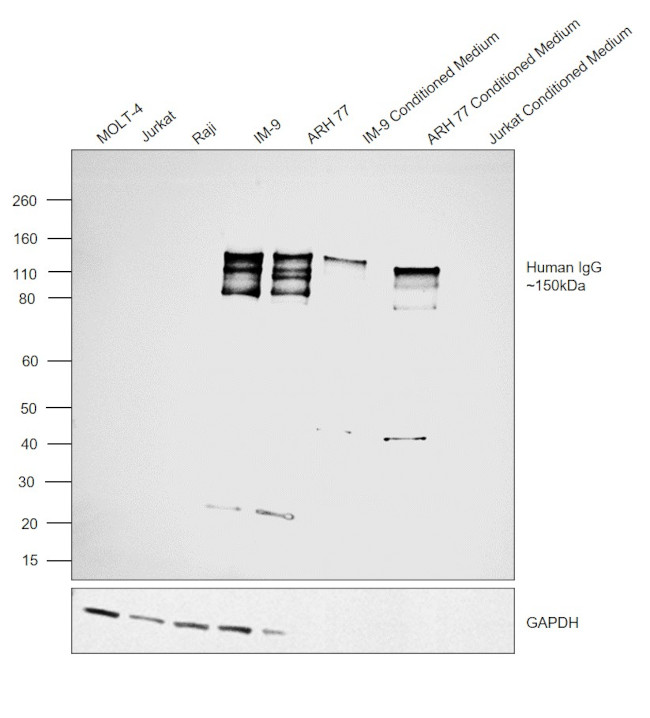 Human IgG (H+L) Secondary Antibody