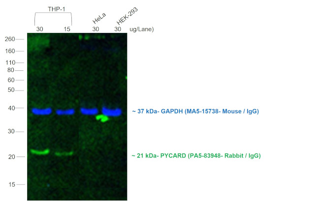 Goat anti-Rabbit IgG (Heavy chain), Alexa Fluor™ 488 (A27034)