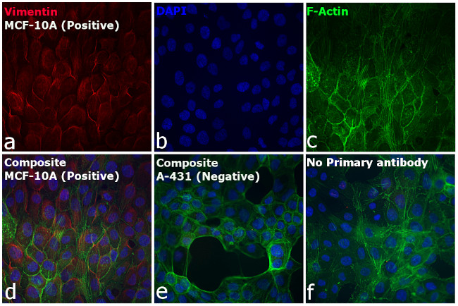 Rabbit IgG (Heavy chain) Secondary Antibody in Immunocytochemistry (ICC/IF)