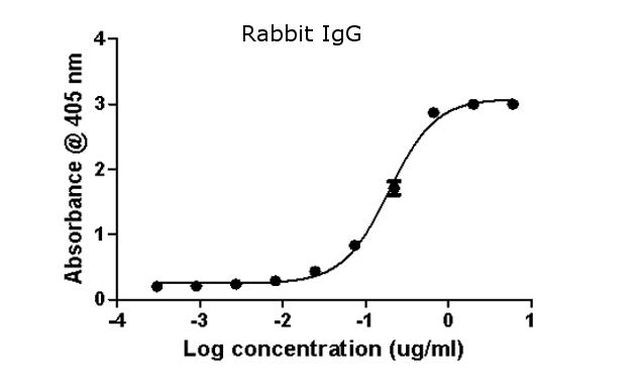 Rabbit IgG (H+L) Secondary Antibody in ELISA (ELISA)