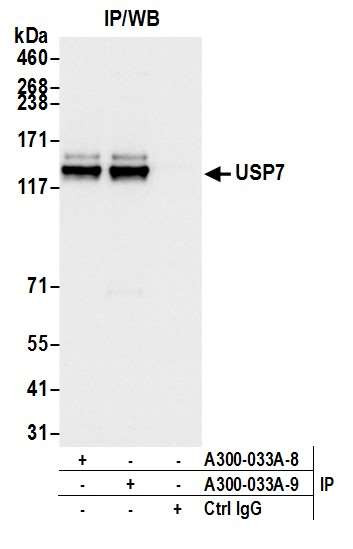 USP7 Antibody in Immunoprecipitation (IP)