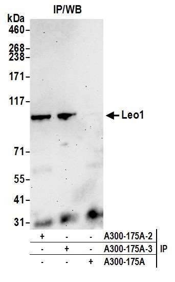 Leo1 Antibody in Immunoprecipitation (IP)