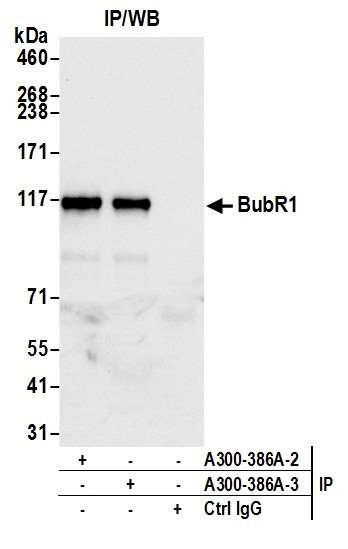 BubR1 Antibody in Immunoprecipitation (IP)