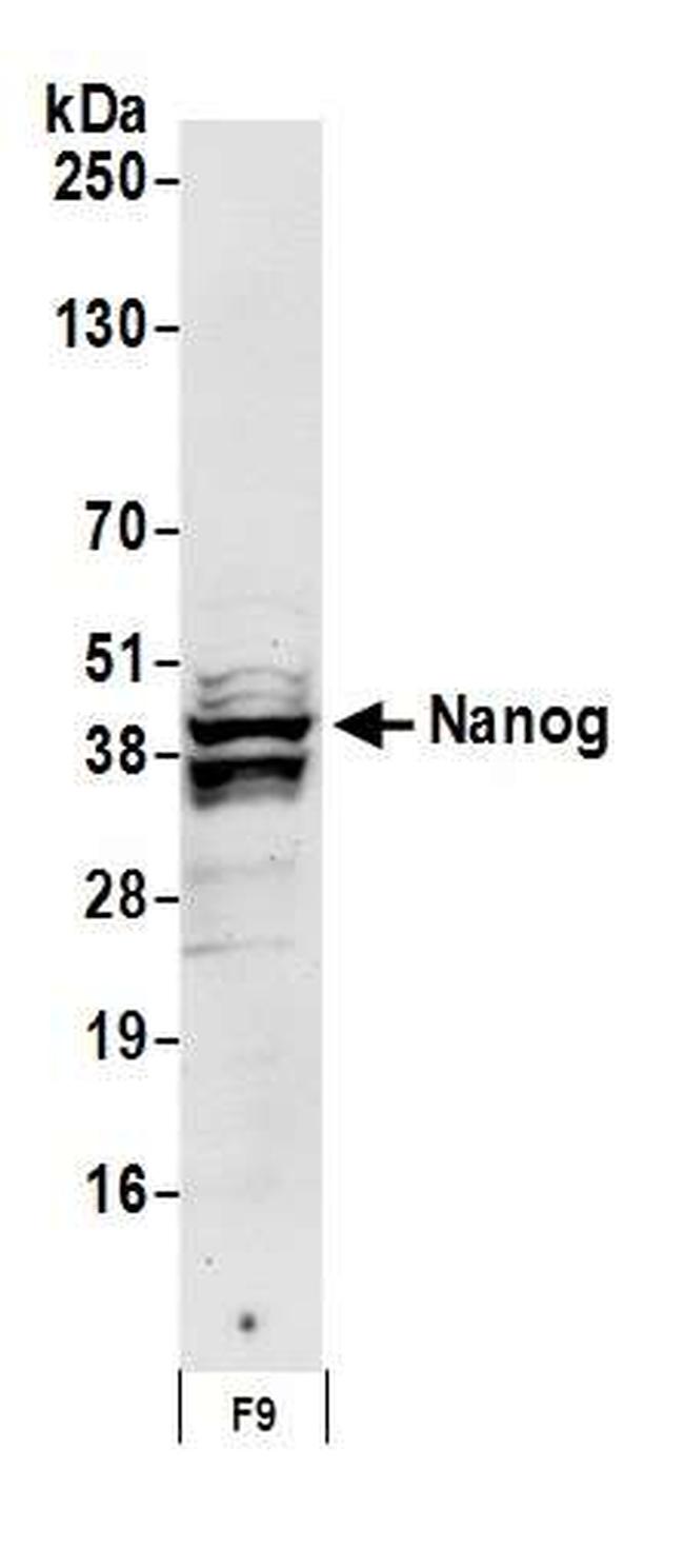 Nanog Antibody in Western Blot (WB)