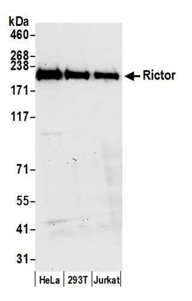 Rictor Antibody in Western Blot (WB)