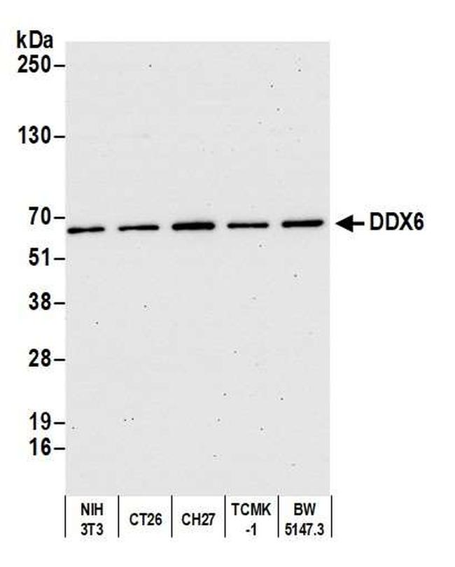 DDX6 Antibody in Western Blot (WB)