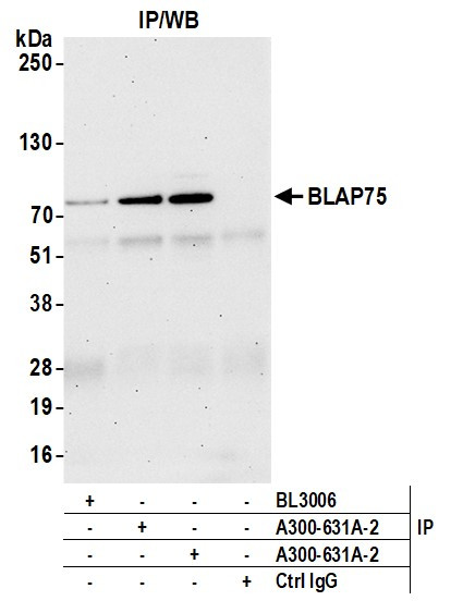 BLAP75 Antibody in Immunoprecipitation (IP)