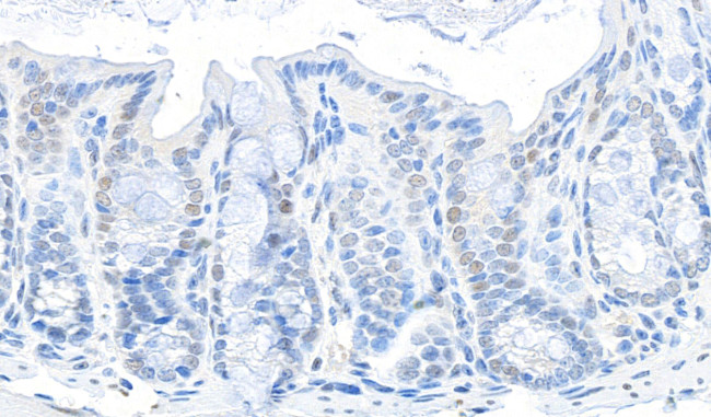 GAPDH Antibody in Immunohistochemistry (Paraffin) (IHC (P))