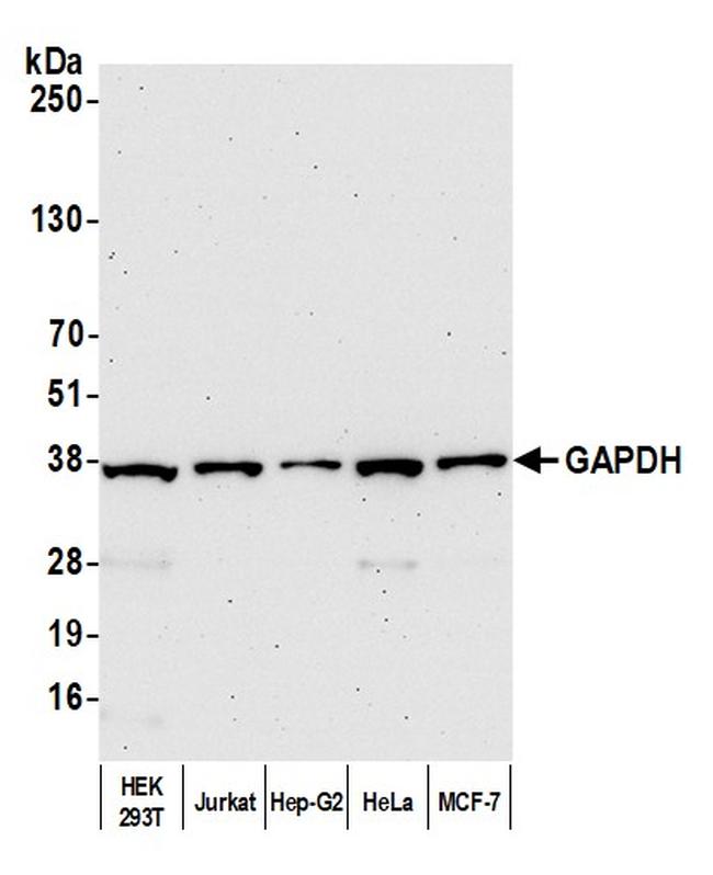 GAPDH Antibody in Western Blot (WB)