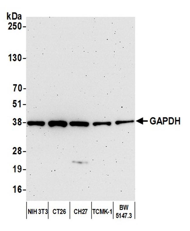 GAPDH Antibody in Western Blot (WB)