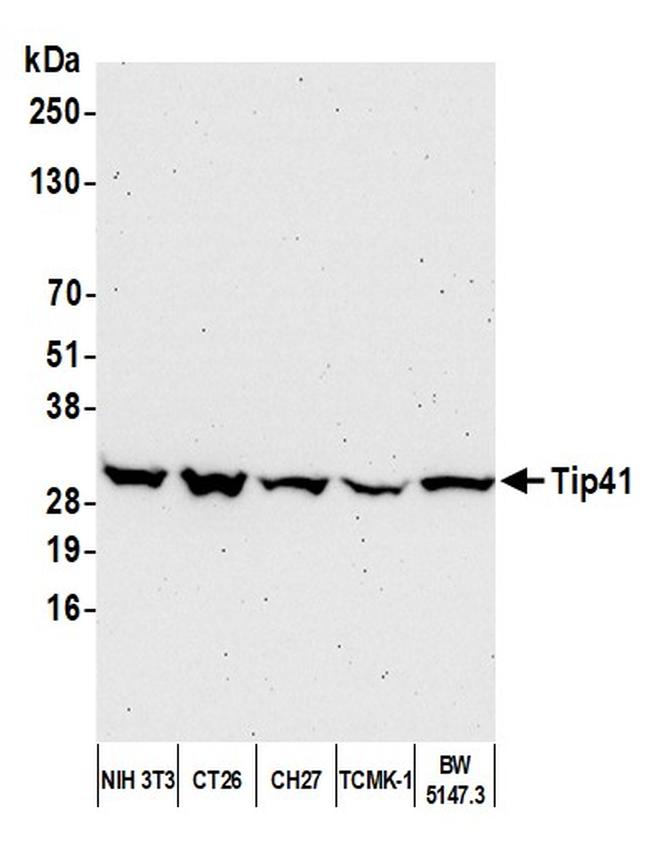 Tip41 Antibody in Western Blot (WB)