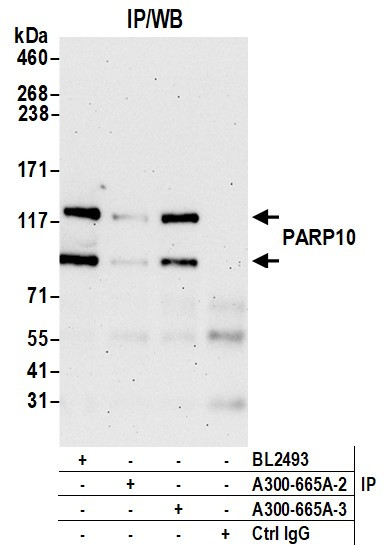 PARP10 Antibody in Immunoprecipitation (IP)