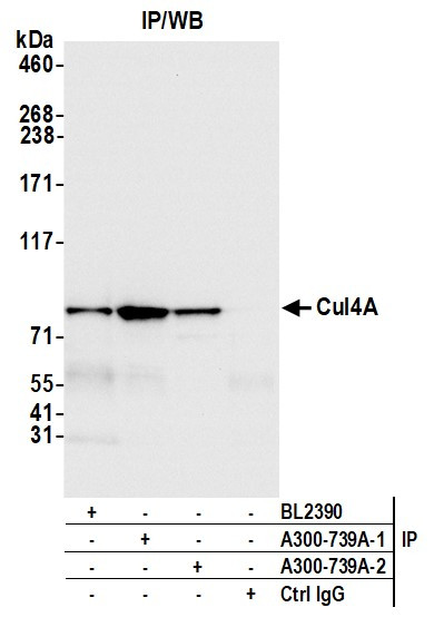 Cul4a Antibody in Immunoprecipitation (IP)