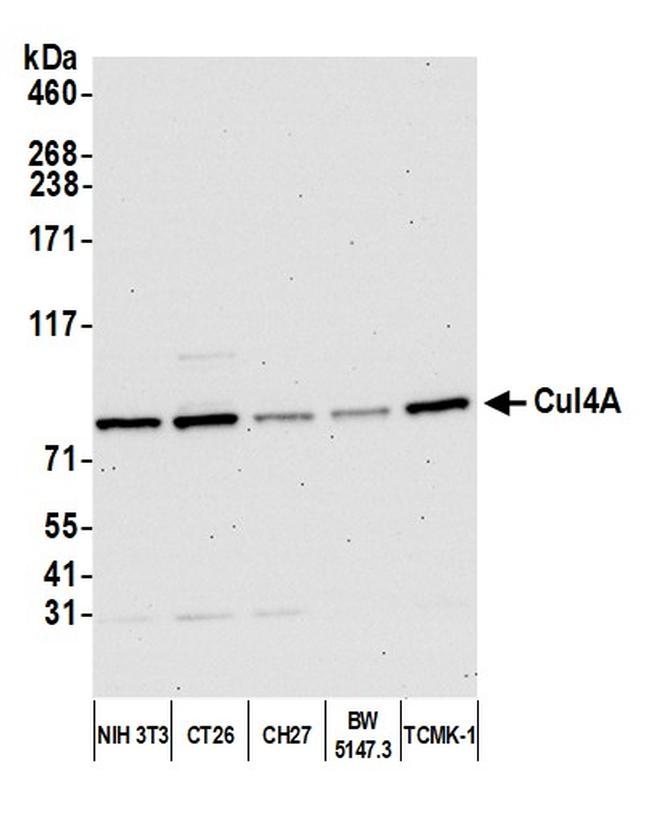 Cul4a Antibody in Western Blot (WB)