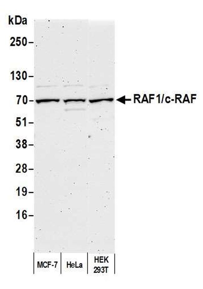 RAF1/c-RAF Antibody in Western Blot (WB)