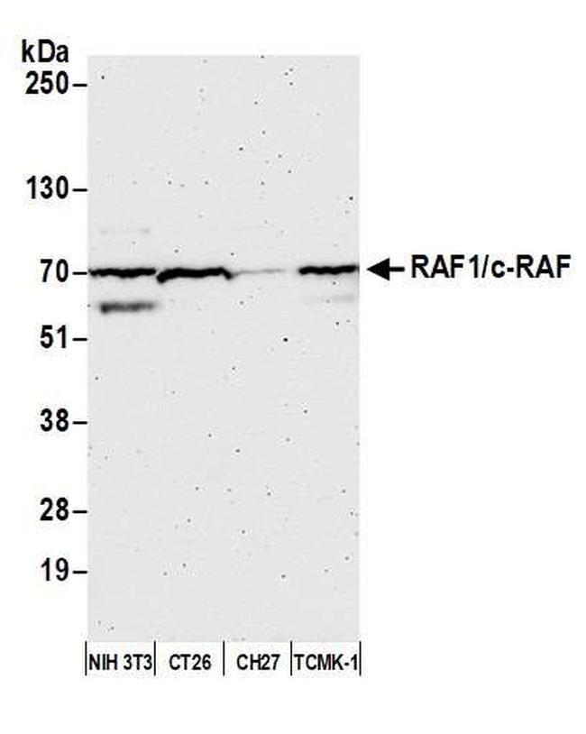 RAF1/c-RAF Antibody in Western Blot (WB)