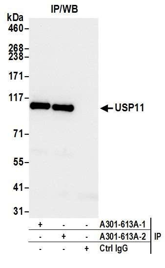 USP11 Antibody in Immunoprecipitation (IP)