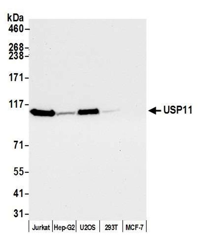 USP11 Antibody in Western Blot (WB)