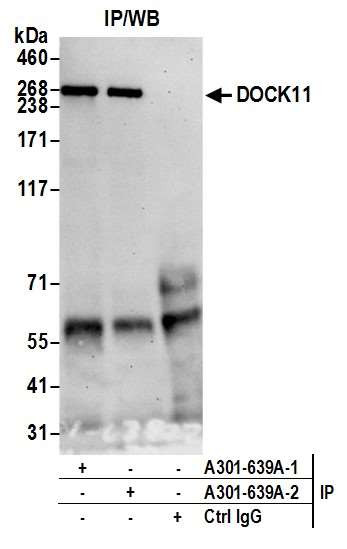 DOCK11 Antibody in Immunoprecipitation (IP)