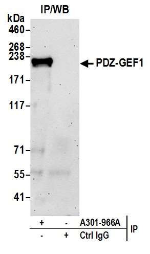 PDZ-GEF1 Antibody in Immunoprecipitation (IP)