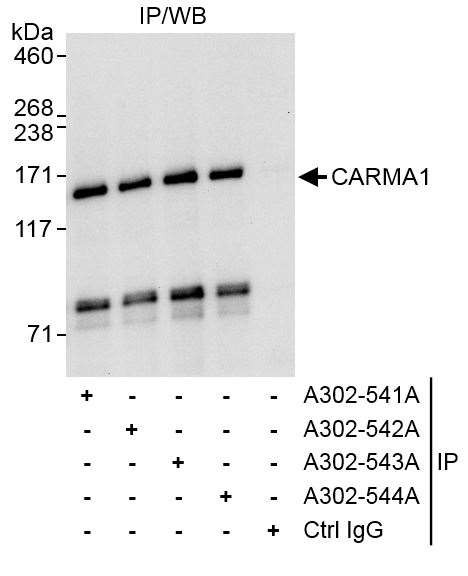 CARMA1 Antibody in Immunoprecipitation (IP)