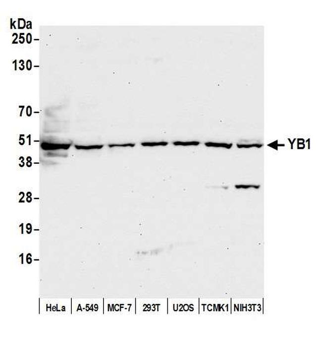 YB1 Antibody in Western Blot (WB)