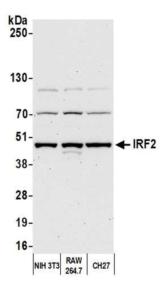 IRF2 Antibody in Western Blot (WB)