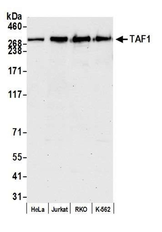 TAF1 Antibody in Western Blot (WB)