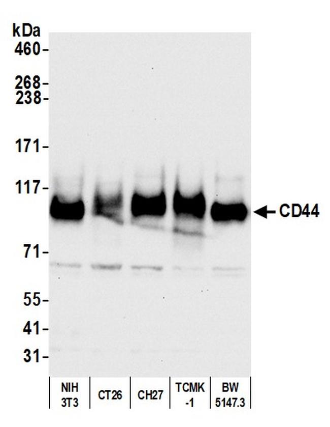 CD44 Antibody in Western Blot (WB)