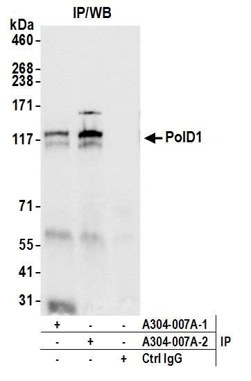 PolD1 Antibody in Immunoprecipitation (IP)