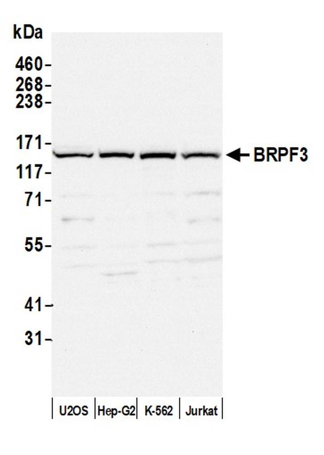 BRPF3 Antibody in Western Blot (WB)