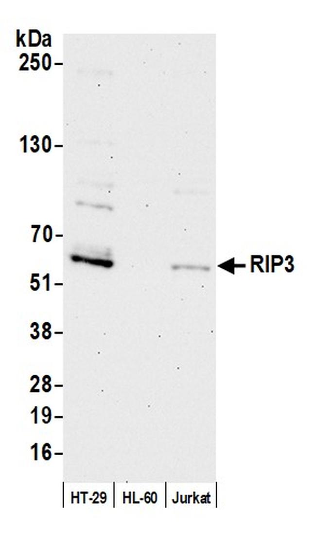 RIP3 Antibody in Western Blot (WB)