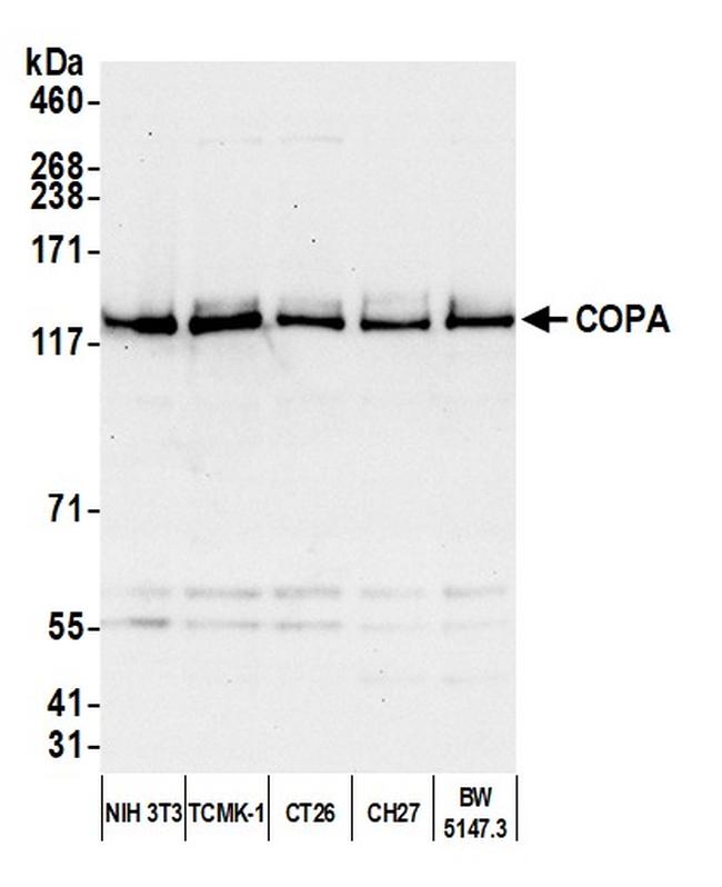 COPA Antibody in Western Blot (WB)