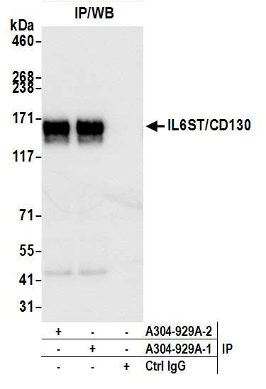 IL6ST/CD130 Antibody in Immunoprecipitation (IP)